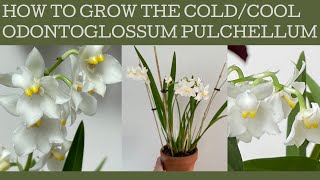 How to grow Odontoglossum pulchellum a coldcool growing beauty with fabulous flowers amp fragrance [upl. by Elamef827]