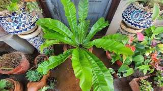 Top 8 Birds Nest Fern Growing Tips  Exotic Tropical Plants [upl. by Cullen]