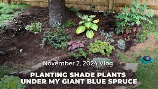 Planting Shade Plants Under my Giant Blue Spruce [upl. by Rochella]