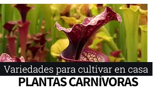 Plantas carnivoras para cultivar en casa [upl. by Hutson167]