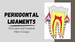 Periodontal ligaments  Principal and Gingival fibers [upl. by Wylen]