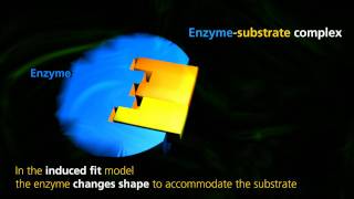 Enzyme Function  University Of Surrey [upl. by Arielle]