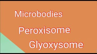 Microbodiesperoxisomes glyoxisomes in detail [upl. by Ashleigh]