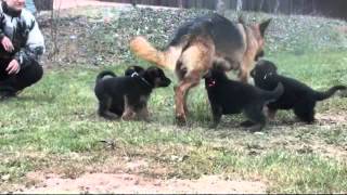 Les chiots Berger allemand a Holi  1 mois de vie [upl. by Clo]