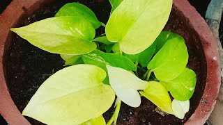 Pothos Money plant and its care explained  Neon Pothos care [upl. by Annaitsirk6]