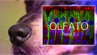 Anatomía del olfato en perros y humanos  parte 2  Percepción sensorial [upl. by Barger335]