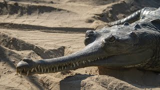 Gharial in Natural Habitat Chituan NP Gavialis gangeticus gavial crocodile [upl. by Lewanna]