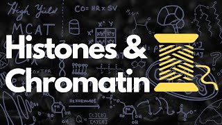 Histones Nucleosomes Chromatin Euchromatin and Heterochromatin  MCAT [upl. by Rednael17]