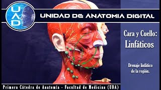 Drenaje linfatico de cara y cuello  UAD  Primera cátedra de Anatomía  FMed  UBA [upl. by Filide]