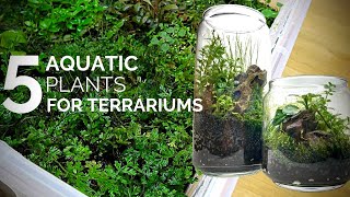 5 Aquatic plants that work and look great in terrariums [upl. by Maclay]