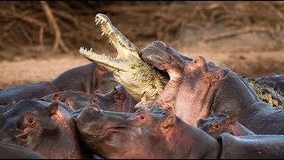 Hippopotamus vs Crocodile Real Fight [upl. by Reidar]