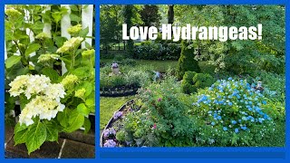 Garden Tour of the Hydrangeas 2024  How to Add Hydrangeas in an Englishstyle Cottage Garden [upl. by Mandeville]