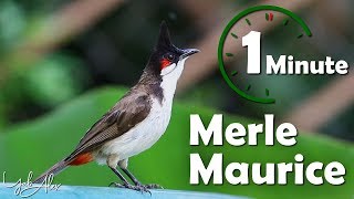 Une minute pour un oiseau  le merle maurice Bulbul orphée  Yabalex [upl. by Lampert]