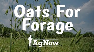 Emergency Forage to the Rescue The Rapid Rise of Oats  AgNow Roundup  Feb 1 2024 [upl. by Yves]