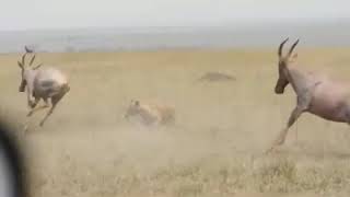 Hyenas Attack Newborn Red Hartebeest Baby [upl. by Afinom]