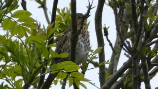 Singdrossel Turdus philomelos [upl. by Assel]