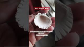 Arca Bivalvia shell geology paleontology shortsvideo study information marine bivalvia arca [upl. by Oilut]