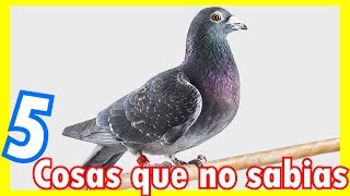 5 CURIOSIDADES SOBRE LAS PALOMAS [upl. by Aierbma]