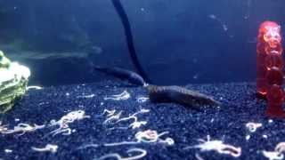 Dolphin Mormyrid And Eel Eating Worms  Oddball Fish [upl. by Nallac]