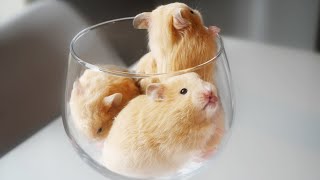 A Glass of Baby Hamsters [upl. by Esirehc]