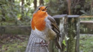 Robin Bird Song  Singing with Passion  The Loudest Robin Ever [upl. by Ialokin948]