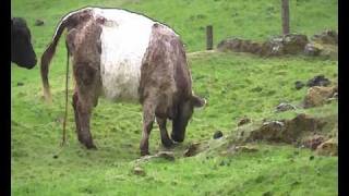 Belted Galloway cow calving [upl. by Lenahs]