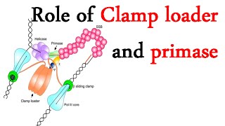 DNA clamp loader and primase [upl. by Gardel]