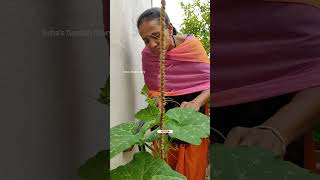 Vine Vegetables🫛Monsoon Care🌧️ Update✨मानसून में बेल वाली सब्जियों की देखभालashasgardenstoryshorts [upl. by Hillary293]