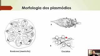 Malária Plasmodium  Curso de Parasitologia Humana Básica e Clínica  IBAP Cursos [upl. by Lehet586]