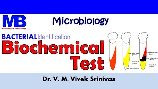 Microbiology lecture 8  bacterial identification methods in the microbiology laboratory [upl. by Ivers153]