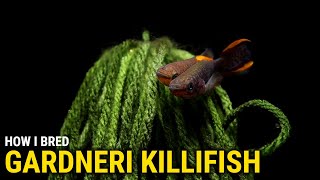 How I Bred Gardneri Killifish at Home [upl. by Alius]