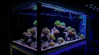 Tips for a Euphyllia Dominated Reef Tank [upl. by Marlon]