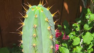 Trichocereus Rare Clone Collection SoCal Part 1 [upl. by Argent]