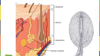 Integumentary System Part 3 [upl. by Anivol427]