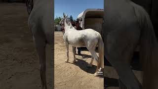 Yegua para Pancho☺️🐎💕 viral horse rancho caballos burro [upl. by Hniv870]