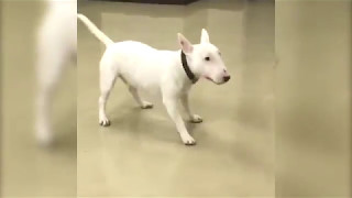 Bull Terrier Excited to See Owner [upl. by Aicined]