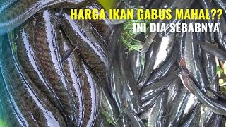 HARGA IKAN GABUS  MENENTUKAN HARGA IKAN KONSUMSI TIAP DAERAH DI INDONESIA [upl. by Lellih]