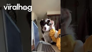 Australian Shepherd Wants All the Attention  ViralHog [upl. by Nnayllek]