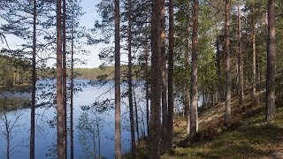 Kielinuppu ARKISTO  Suomalainen metsaÌˆ [upl. by Borg]