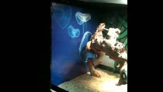 Bearded Dragon Beginner Setup Reflection Fix [upl. by Anirba636]