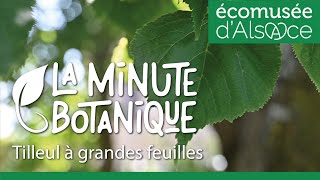 LA MINUTE BOTANIQUE  Le Tilleul à grandes feuilles [upl. by Barrington853]