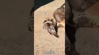 Eagle vs Snake shortvideo animals shorts wildlife [upl. by Colt]