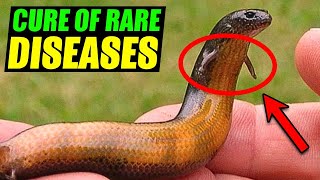 Man Finds Strange Snake In Backyard When The Vet Sees It He Was In Shock [upl. by Venterea]