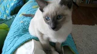 Chatty Siamese Kitten [upl. by Walburga]