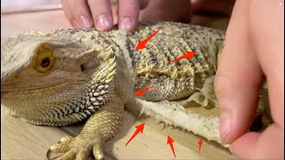 Bearded Dragon Shedding Skin Then Eats It [upl. by Nnylatsyrk]