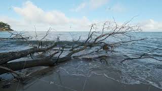 Leafless trees fallen on shore with wavy sea at beach [upl. by Galasyn]