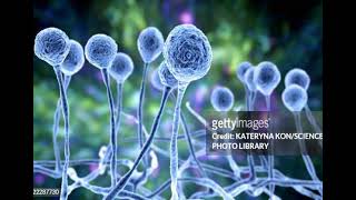 5 General Mycology Classification  Reproduction and growth of Fungi شرح بالعربي [upl. by Hendrickson]