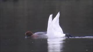 Bewick at Lambton Pond [upl. by Brenner666]