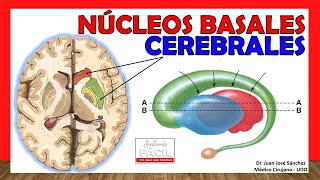 🥇 Anatomía de los GANGLIOS BASALES Núcleos Basales ¡Explicación Sencilla [upl. by Neural]