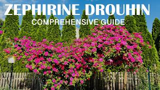 Zephirine Drouhin 2024  Climbing Rose  Thorn less Heirloom Rosescom Backyard Garden Highlights [upl. by Amle]